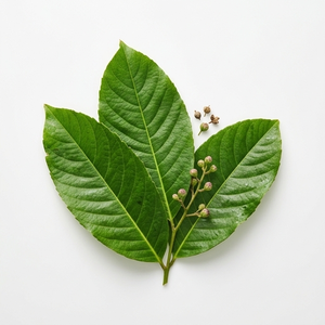 Extracto de Banaba
